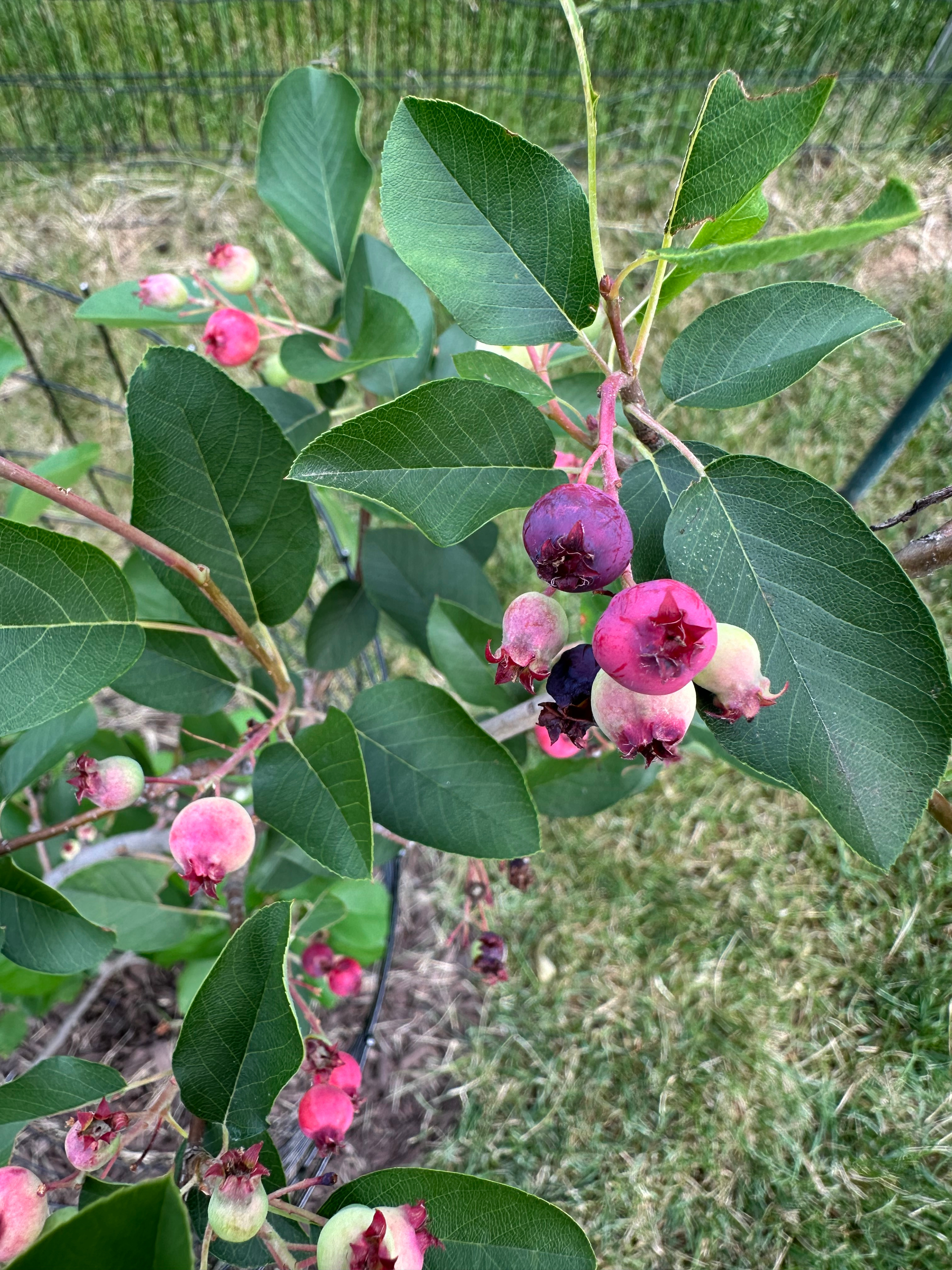 Serviceberry fruit